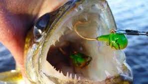 Top Five Walleye Fishing Tips Walleye Fishing Walleye Fishing Tips Fishing Tips