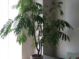 エバーフレッシュにカイガラムシが その1 しままさんのリビングの観葉植物 イエナカ手帖