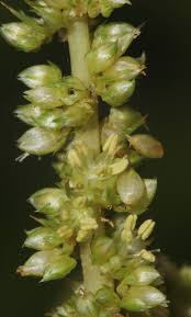 Image result for Amaranthus spinosus