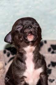 Visit lots of new places and meet lots of new people. The Black Chihuahua Puppy Sits Looks Up And Howls Big Black Eyes And Ears Close Up Lizenzfreie Fotos Bilder Und Stock Fotografie Image 144669380