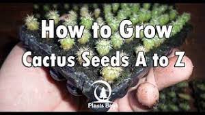 Benefits of growing cactus from seeds: How To Grow Cactus From Seed A To Z Youtube