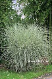 Miscanthus Sinensis Morning Light This Is By Far The Most Used Sun Grass By Landscapers Such A Silver Glow 6 H X 5 W Tuin Tuinplanten Tuin Grassen