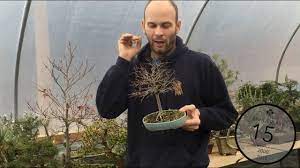 Yet, the size of the leaf can be reduced greatly on a bonsai through ramification. Reducing Leaf Size On Bonsai Peter Warren Youtube