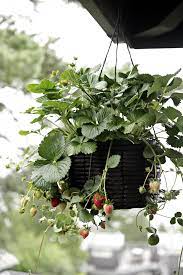 Hanging Strawberry Plant Stylizimo Strawberry Plants Plants Colorful Garden
