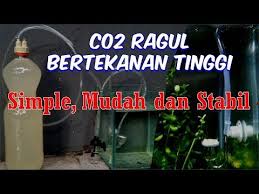 Berikut adalah cara paling efektif untuk memperkenalkan co2 untuk tanaman aquascape anda. Membuat Co2 Gula Ragi Tembus Diffuser Tekanan Tinggi Youtube Akuarium