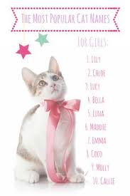 A female cat name that means famous warrior, which your cat definitely think she is when she's staring out the window at a bird. 60 Popular Unique And Cute Cat Names Male Female Ideas Cute Cat Names Cat Names Girl Cat Names