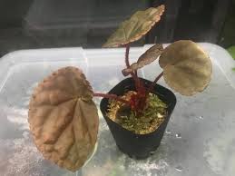 Image result for Begonia lacunosa