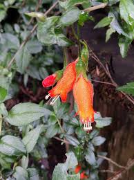 Image result for Rourea coccinea