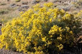 Prostrate stems, 3 oblong leaflets per leaf. Montana Native Plants