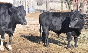This helps the breeders to prepare when the time approaches and the cows are about to give birth. How To Tell Your Cow Is Pregnant Thekitchensgarden