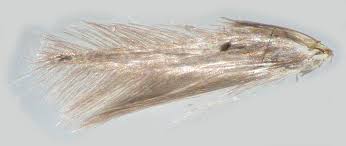 Image result for Stigmella tityrella