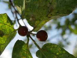 Our goal is satisfied customers, so please let us know how we can serve you! Hackberry Jam Wild Edible Plants Of Texas