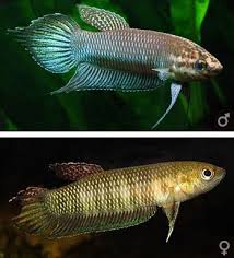Betta Bellica Betta Fish Betta Fish