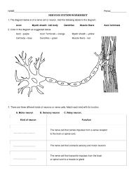 Choose the key responses that best correspond to the descriptions. Nervous System Worksheet Neuron Axon
