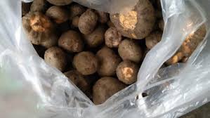 Untuk kebutuhan di beberapa industri kami selaku tim pemasaran untuk porang kering atau konjac cips siap membeli porang ,terutama yang kering. 0821 3453 6124 Jual Bibit Porang Di Muara Tembesi Jambi