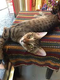 Kedi Sevgilisinde Muhakkak Tirmik Izi Birakir Henry De Montherland Kedi Kopek Hayvan