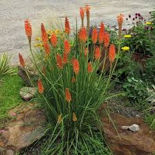 Image result for Strephonema