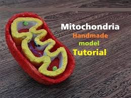 Find professional animal 3d models for any 3d design projects like virtual reality (vr), augmented reality (ar), games, 3d visualization or animation. Mitochondria Thermocol Styrofoam Model Tutorial Youtube Cells Project Cell Model Mitochondria