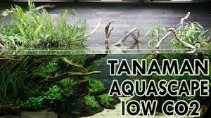 Konsultasikan kebutuhan tank aquascape pada toko aquascape di kota anda. 7 Jenis Tanaman Aquascape Tanpa Co2 Dan Pupuk Dasar Paling Mudah Dipelihara Youtube