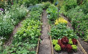 Kuchengarten Grosse Ernte Auf Kleiner Flache Garten Garten Anpflanzen Selbstversorger Garten