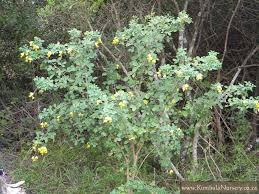 Image result for Crotalaria capensis