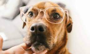 Check spelling or type a new query. Sample Letter Requesting Permission To Have A Pet Apartmentguide Com