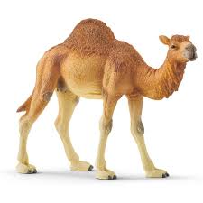 Camels' humps consist of stored fat, which they can metabolize when food and water is scarce. Schleich Dromedary One Hump Camel Buy Toys From The Adventure Toys Online Toy Store Where The Fun Goes On And On