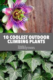 Our 10 Favorite Outdoor Climbing Plants Outdoor Flowering Plants Plants Climbing Flowers