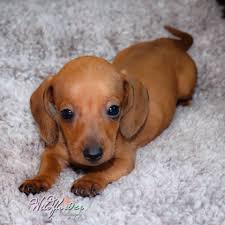 Breeder of smooth dachshunds akc conformation show prospects, incredible lifetime pets and field trial prospects. Cute Doggies And Puppies Free Images Dachshund Puppies South Carolina Usa
