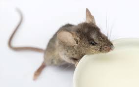 Maybe you would like to learn more about one of these? Can Baby Mice Drink Milk 5 Things To Consider Pet Mice Com