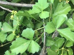 Image result for Cissus integrifolia