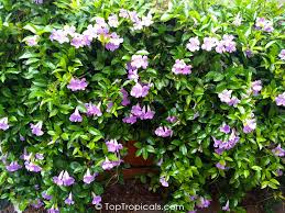 Image result for Bignonia callistegioides