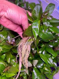 Image result for Hygrophila