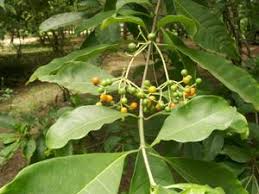 Image result for Rauvolfia vomitoria