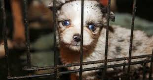 Jun 03, 2021 · opelousas, la. Dead Puppies Found In Kitchen Freezer At Alleged Puppy Mill In Texas Cbs News