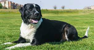 These wonderful pups are vet checked, up to date on shots and wormer, plus comes with a health guarantee provided by the breeder. Labernese A Guide To The Bernese Mountain Dog Lab Mix