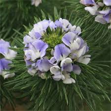 Image result for Psoralea