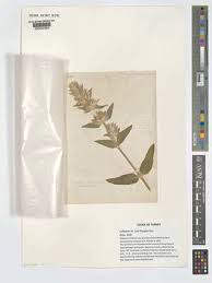 Image result for Stachys pseudonigricans