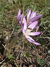 Special characteristics the autumn crocus contains a variety of diverse alkaloids.: Herbstzeitlose Wikipedia