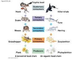 Producers feed themselves throught the photosynthesis. Communities And Ecosystems Ppt Download