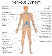 Medical Education Chart Of Biology For Nervous System Diagram Vector Illustration Stock Vec Nervous System Diagram Nervous System Anatomy Human Nervous System