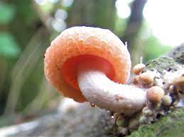 Rhodotus palmatus (the wrinkled peach mushroom). Wrinkled Peach