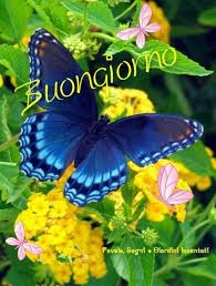 Fiori bianchi frangipani doppia plumeria + farfalla arancione. Farfalle Immagini Buongiorno Con I Fiori