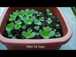 Mother of thousands are attractive and unusual looking plants with large green leaves that form baby plantlets along the edges. Mother Of Thousands Propagation From Leaf Kalanchoe Daigremontiana Care Youtube