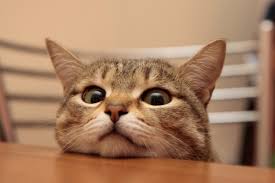 Imut dan menggemaskan sekali, ya! Wallpaper Kucing Cute Cats 900x600 Wallpaper Teahub Io