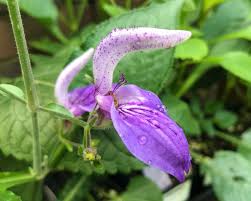 Image result for Brillantaisia lamium