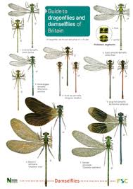 dragonflies and damselflies of britain laminated id chart