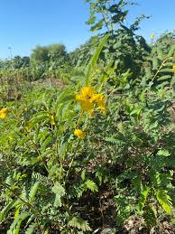 Image result for Chamaecrista paralias
