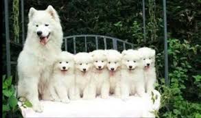 狗狗當媽媽後是啥表情 就哈士奇跟別人不一樣 Cute Animals Cute Dogs Baby Animals