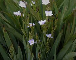 Image result for Aristea abyssinica